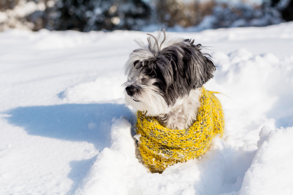 mascotas en invierno