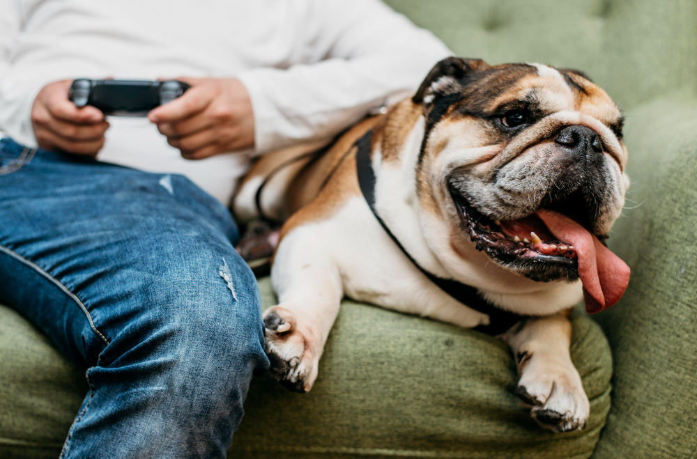 Protege a tu Perro de la Leishmaniasis: La Importancia de la Vacunación