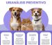 urianalisis preventivo en mascotas