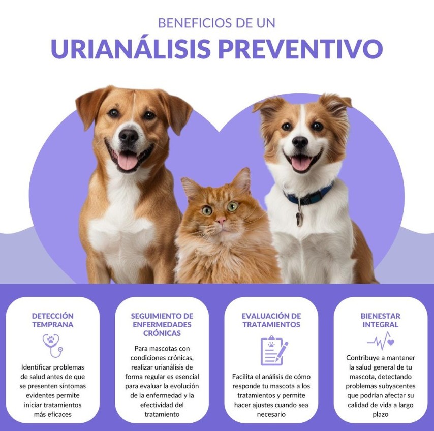 urianalisis preventivo en mascotas